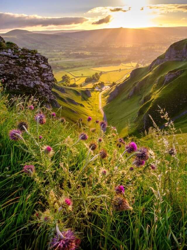 valley of flower