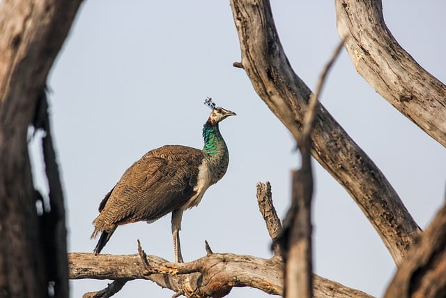 जवाई, राजस्थान